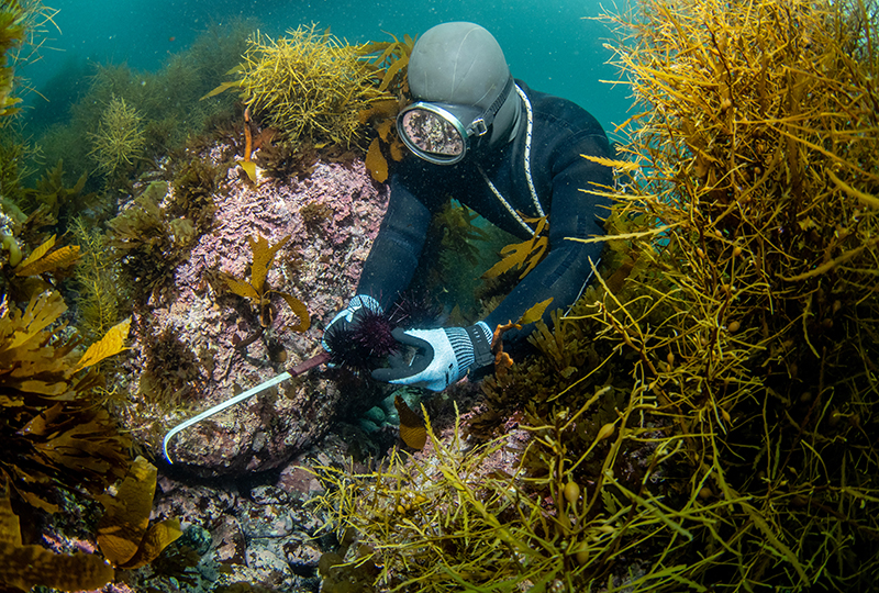 Community-led Initiative to Restore Algal and Seagrass Beds: Nature-positive Actions by the Fishers of Kushiura