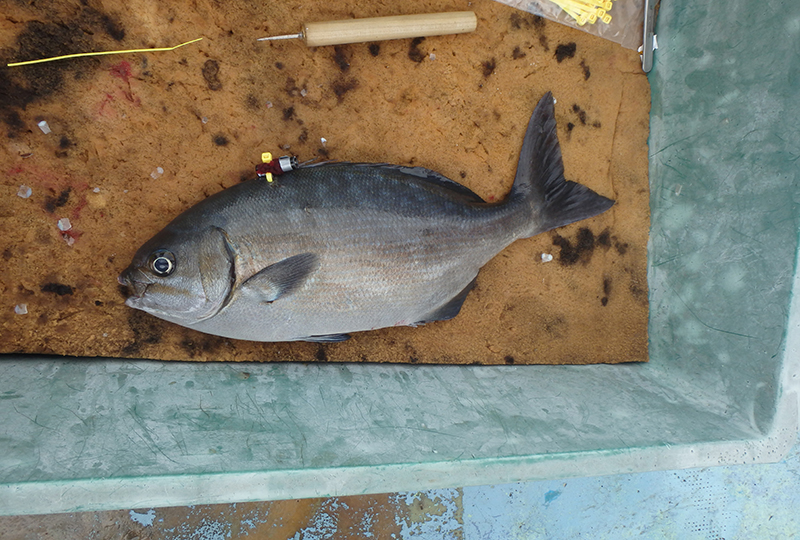 Yamakawa “Mother Sea” – Ibusuki Blue Carbon
